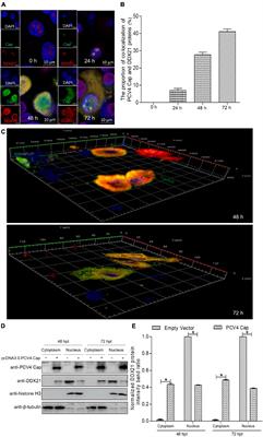 Contribution of DEAD-Box RNA Helicase 21 to the Nucleolar Localization of Porcine Circovirus Type 4 Capsid Protein